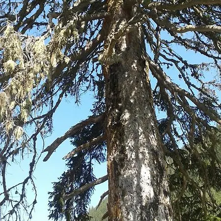 Sonnenhaus Sander * Schruns